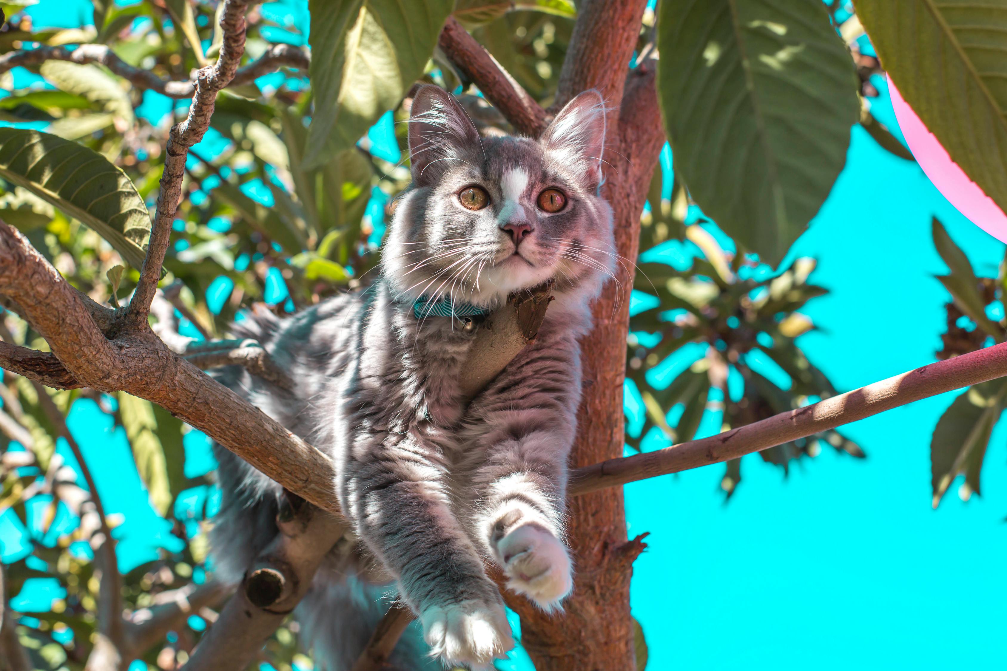 磁力猫最新资讯揭秘，前沿科技与社会热点一网打尽
