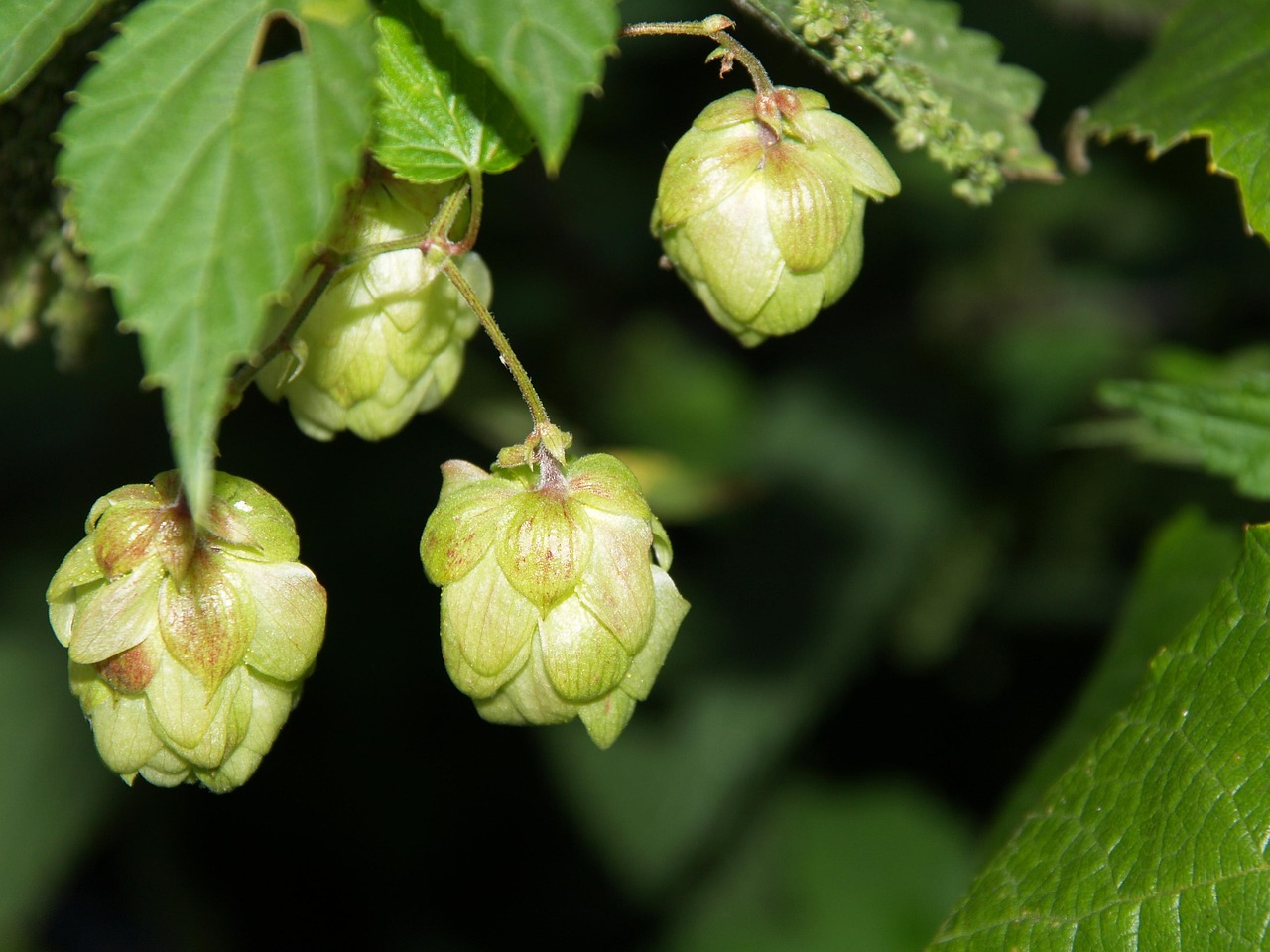 无花果季节盛宴，成熟与上市的时间解析